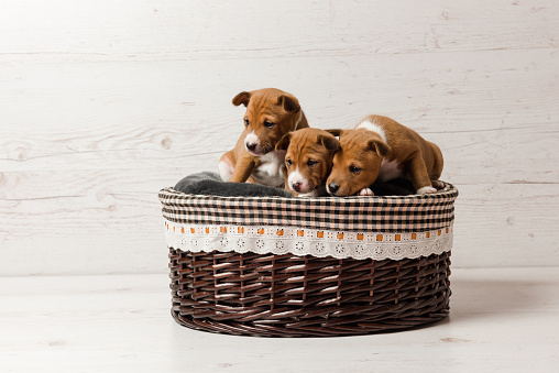 Small adorable red dogs posing together at studio background. Three cute basenji puppies in basket.