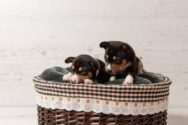 istock Two basenji tricolor puppies in basket 930861566