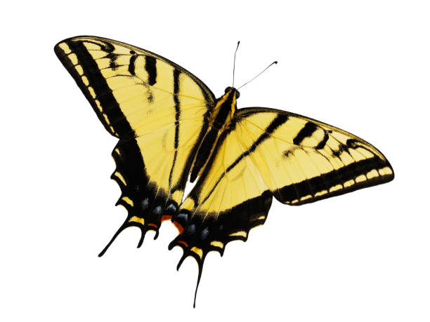 istock Two-tailed tiger swallowtail butterfly isolated on white background 930861816