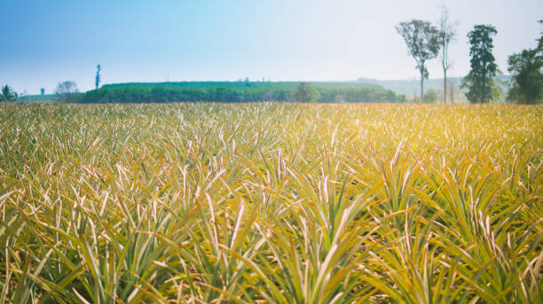 istock Pineapple agriculture plantation on mountain 930861820