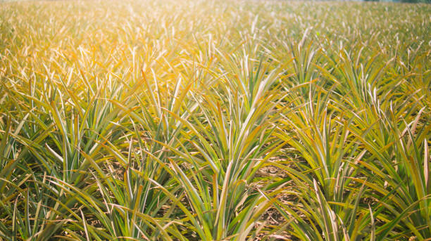 istock Pineapple agriculture plantation on mountain 930861824