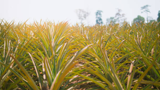 istock Pineapple agriculture plantation on mountain 930861830