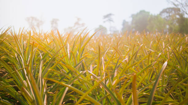 istock Pineapple agriculture plantation on mountain 930861876