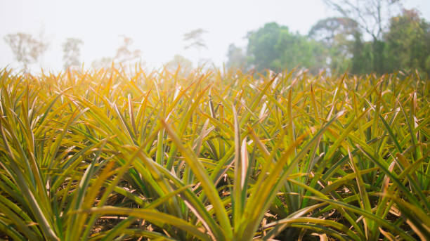 istock Pineapple agriculture plantation on mountain 930863936