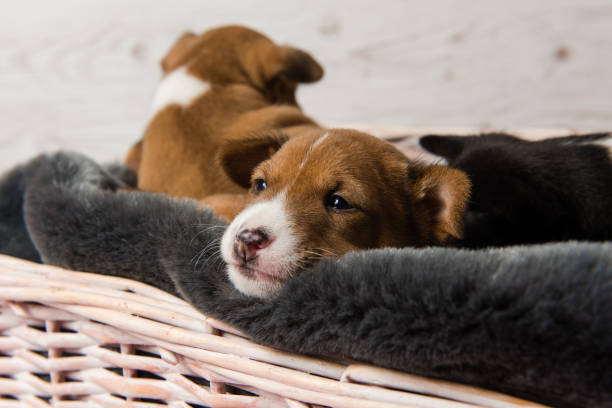 istock Muzzle of sleepy basenji puppy 930864152