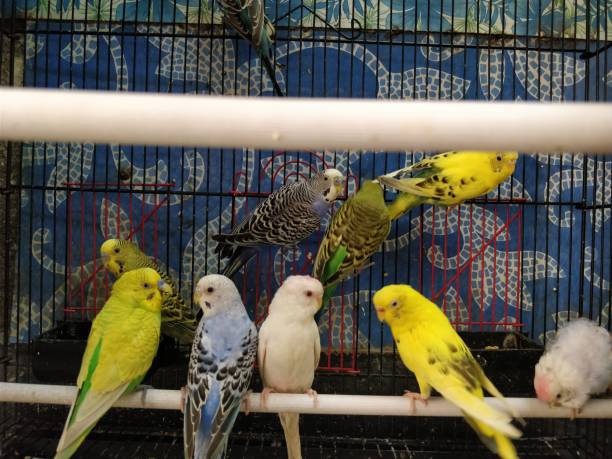 istock Beautiful parakeet in a cage 930864620