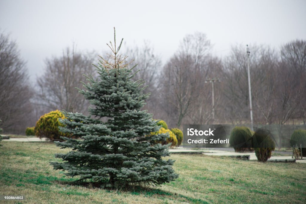 Green pine tree Azerbaijan . Fresh fir branch in sunshine. Spruce branches. Spruce in the forest on a sunny day. Green pine tree Azerbaijan . Fresh fir branch in sunshine. Spruce branches. Spruce in the forest on a sunny day. The Christmas tree. Abstract Stock Photo