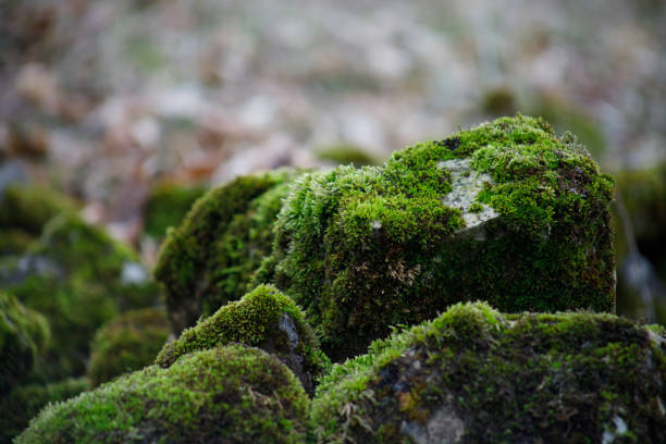 Moss-covered stone. Beautiful moss and lichen covered stone. Bright green moss Background textured in nature. Natural moss on stones in winter forest. Azerbaijan. Selective focus