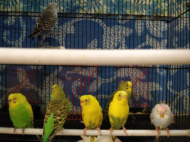 istock Beautiful parakeet in a cage 930865066