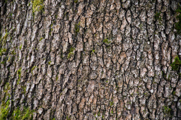 istock tree with moss on roots in a green forest or moss on tree trunk. Tree bark with green moss. Azerbaijan nature. 930865094