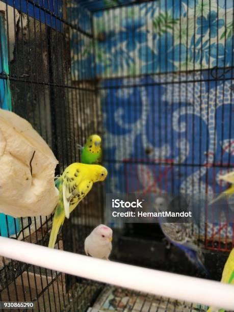 Beautiful Parakeet In A Cage Stock Photo - Download Image Now - Animal,  Animals In Captivity, Aviary - iStock