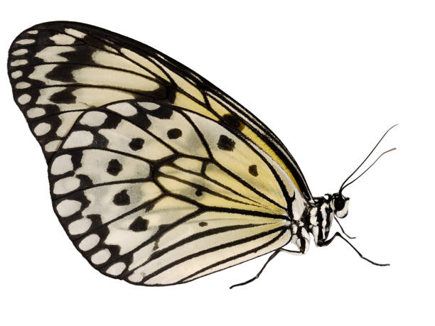 istock Paper kite butterfly, Idea leuconoe, isolated on white background, wings closed 930867866