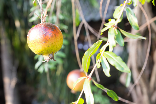 pomegranate fruit with the green leaf background