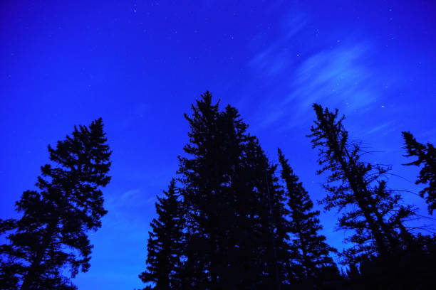 Silhouetted Trees and Dusk Starry Skies - First stars appearing with pine trees silhouetted against blue sky.