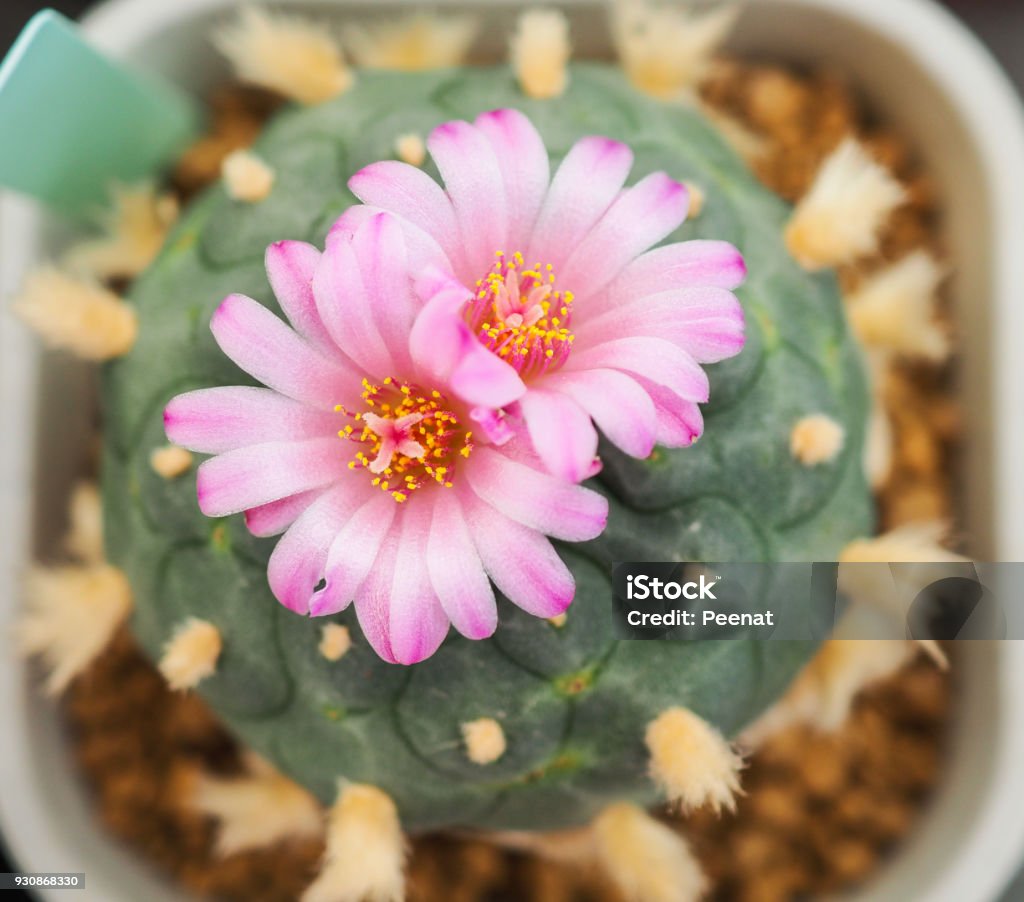 Hermosa Flor De Color Rosa De Cactus En La Olla Pequeña Plantas Para La  Decoración Floración De La Flor De Cactus Foto de stock y más banco de  imágenes de Cactus -