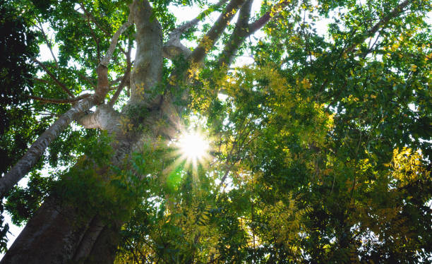 istock Big green trees in the park with midday sunlight. 930868704