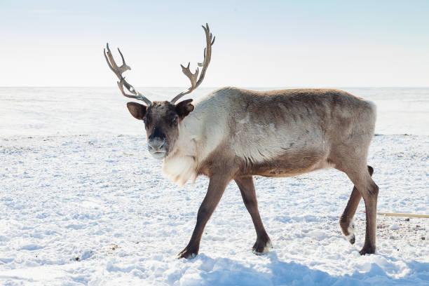 reindeer in winter tundra - reindeer imagens e fotografias de stock