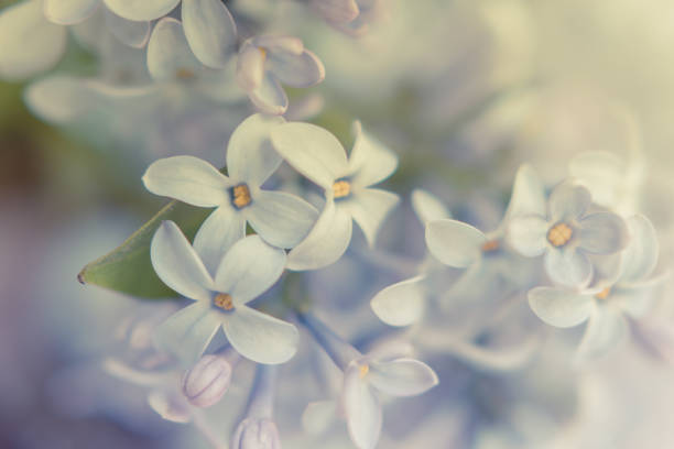 istock Beautiful lilac flowers in close-up macro 930868786