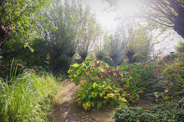 istock Row pollard willows in the garden 930869350