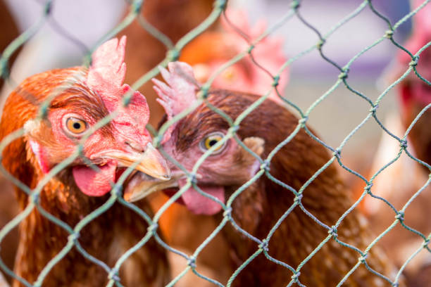 istock Beautiful multi colored rooster photographed close up 930869360