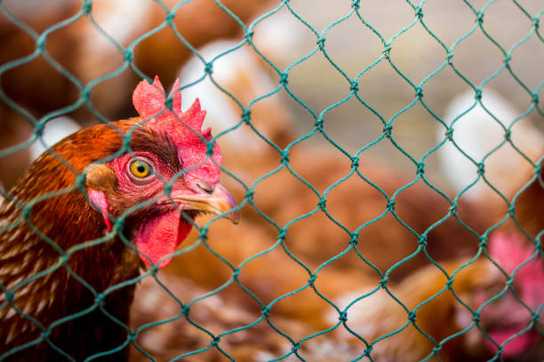 istock Beautiful multi colored rooster photographed close up 930869400