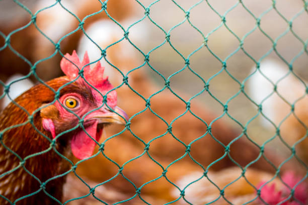 istock Beautiful multi colored rooster photographed close up 930869402