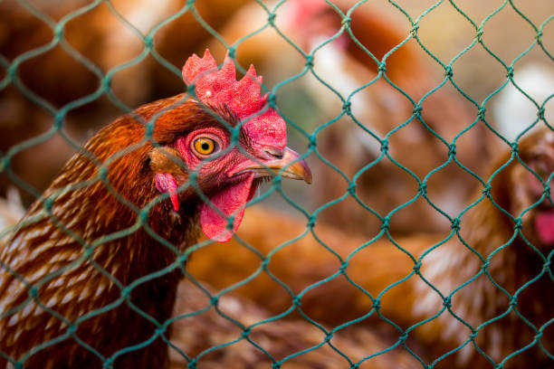 istock Beautiful multi colored rooster photographed close up 930869410