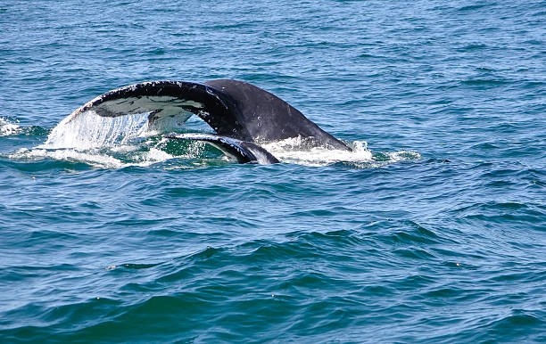 Mother and calf humpback whales stock photo