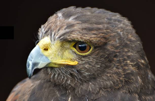 harris hawk (parabuteo unicinctus) - harris hawk hawk bird of prey bird imagens e fotografias de stock