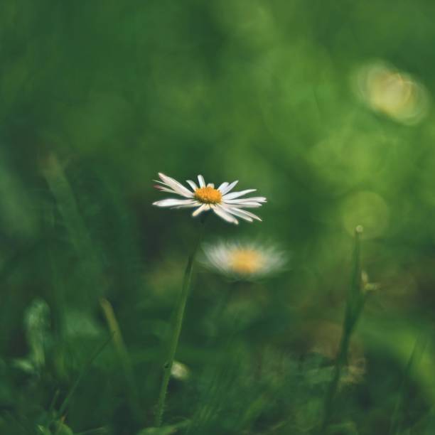 istock Beautiful blooming daisies in spring meadow.Abstract blurred background. Springtime. Photos old lens. 930872586
