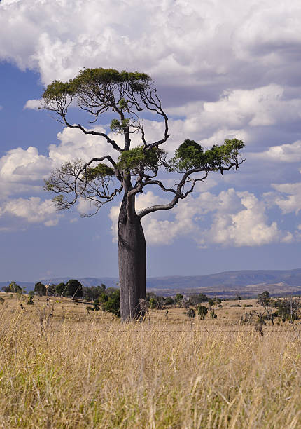 Boab tree stock photo