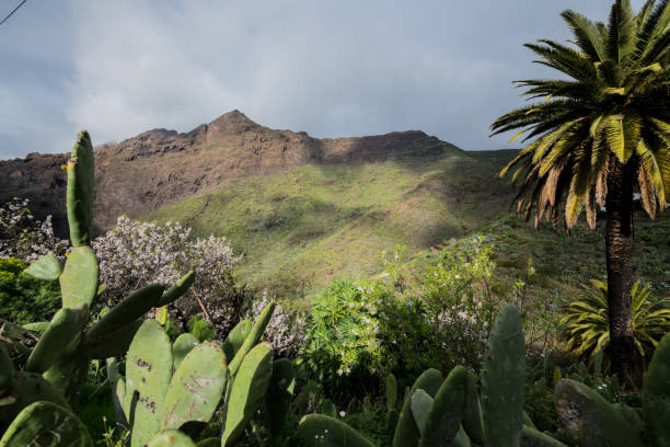 istock Masca Valley in Tenerife Canary Islands 930876346