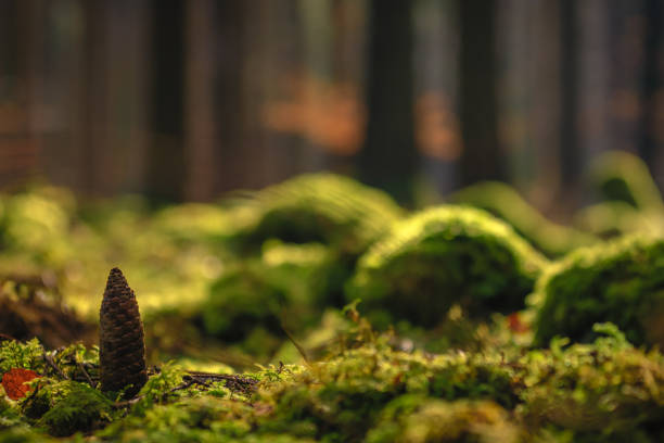 istock Pine cone on the mossy ground in a sunny forest. Background, illustration concept 930878484