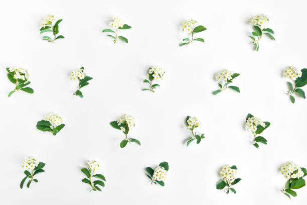 istock Pattern of flowering Spirea arguta (brides plant) on white table. Flat lay, top view 930878624