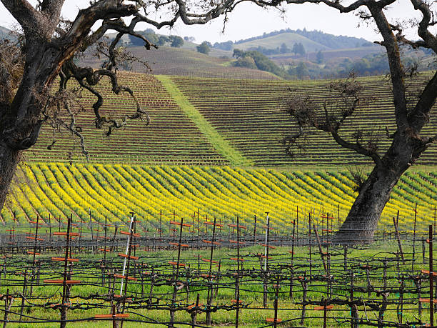 istock Vineyards of Sonoma County 93088057