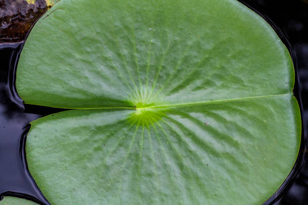 istock Water Lily Pad in Pond 930884434