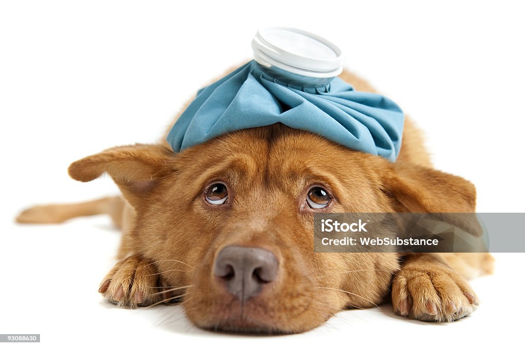 Sick Dog  Animal Stock Photo