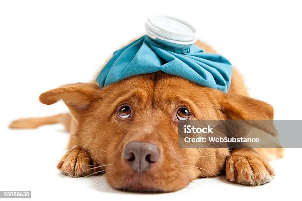 Sick Dog Stock Photo - Download Image Now - Animal, Cold And Flu, Cold Virus