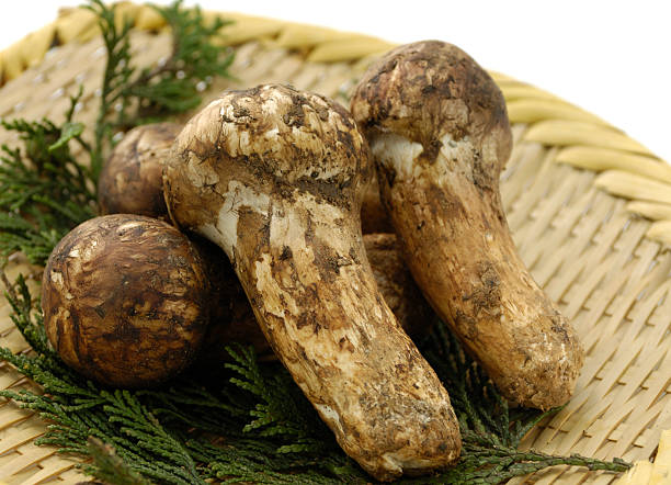 Matsutake mushroom of Japan  matsutake mushroom stock pictures, royalty-free photos & images