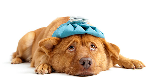 A sick dog with an ice pack covering its head stock photo