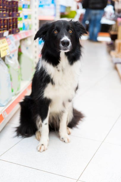istock Cute Border Collie in pet store looking at camera 930890580