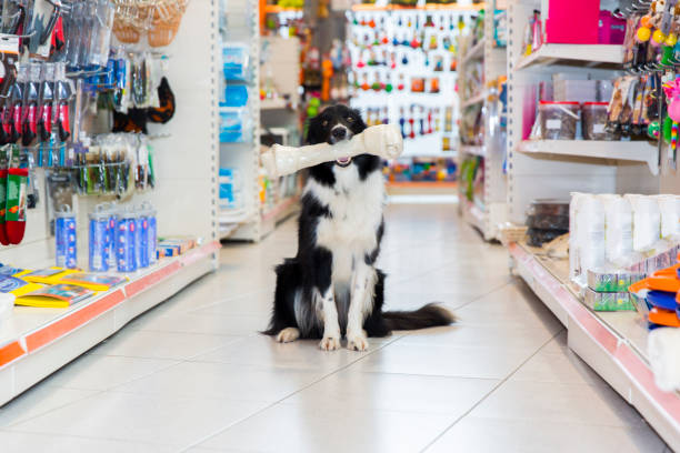 Cute Border Collie in pet store with big dog bone Cute Border Collie in pet store with big dog bone pet shop photos stock pictures, royalty-free photos & images