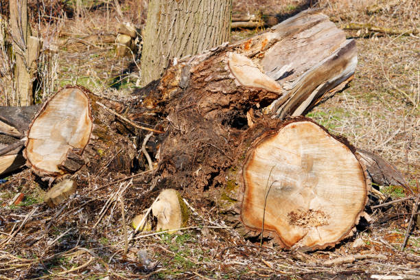istock Stumps of cut down old trees in the forest. Wildlife conservation 930892986