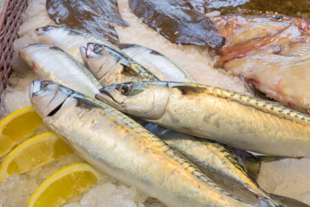 istock mackerel resting on a bed of ice 930893260