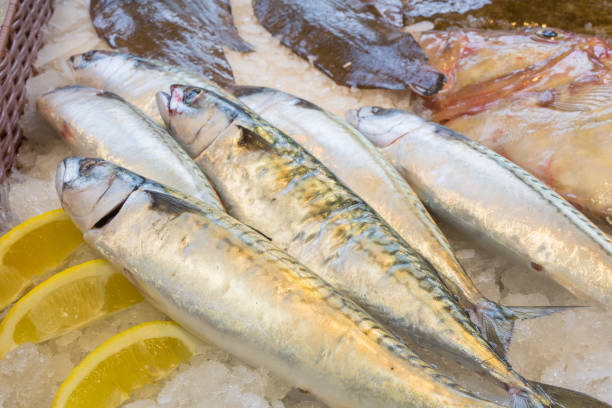 istock mackerel resting on a bed of ice 930893322