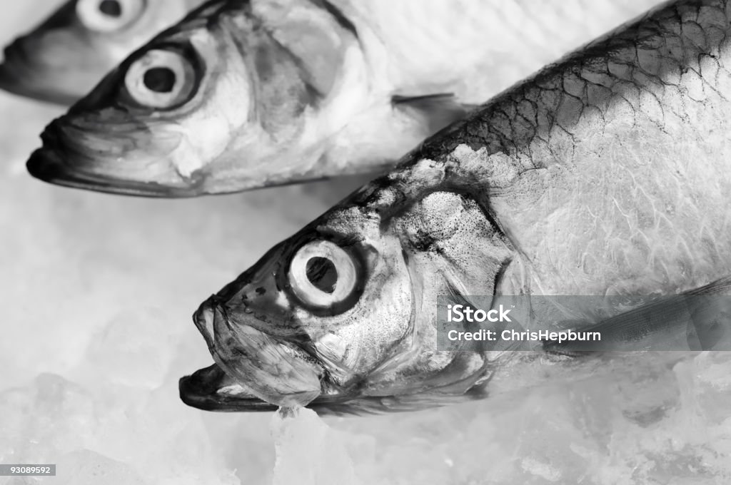 Fresh Fish A close up of three fresh fish on a bed of ice, black and white image, shallow depth of field, focus on front fish's face. XL image size. Animal Scale Stock Photo