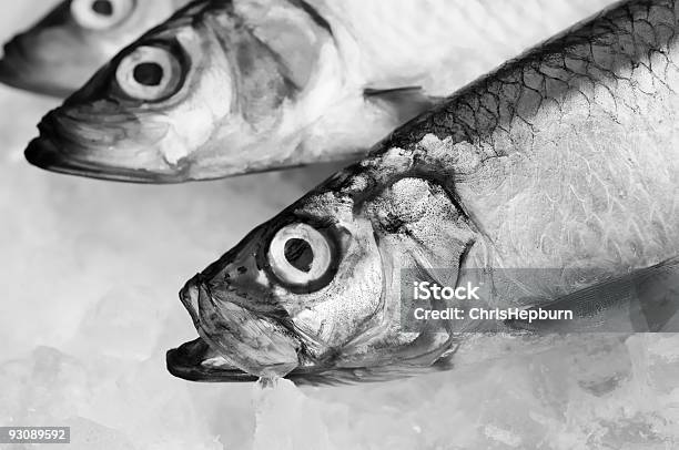 Fresh Fish Stock Photo - Download Image Now - Animal Scale, Artificial Ice, Black And White