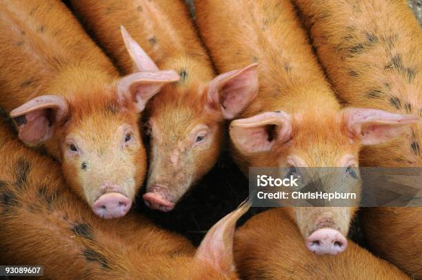 Foto de Jovem Suínos Xl e mais fotos de stock de Porco Tamworth - Porco Tamworth, Leitão - Filhote de Animal, Pontilhado