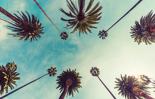 Los Angeles palm trees, low angle shot