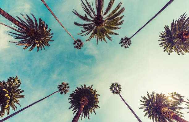 Los Angeles palm trees, low angle shot Los Angeles palm trees, low angle shot. Vintage tone avenue photos stock pictures, royalty-free photos & images